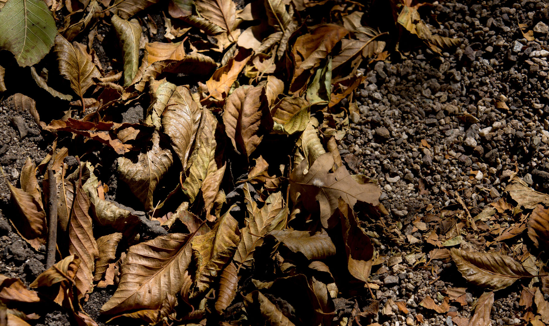 Fall colors